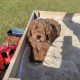 Red Miniature Poodles
