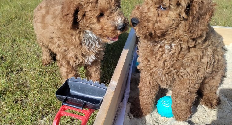 Red Miniature Poodles