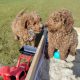 Red Miniature Poodles