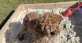 Red Miniature Poodles