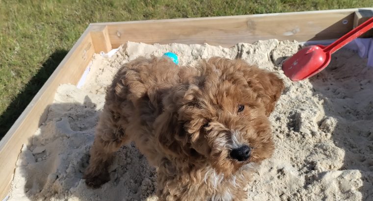 Red Miniature Poodles
