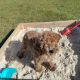 Red Miniature Poodles