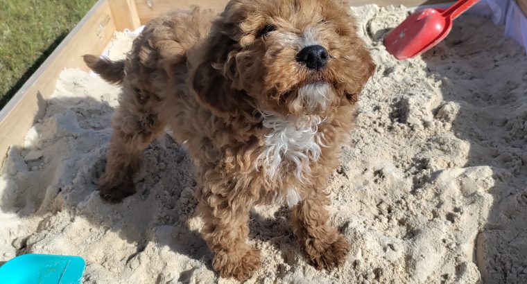 Red Miniature Poodles