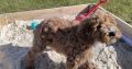 Red Miniature Poodles