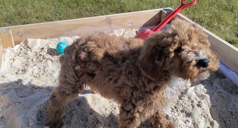 Red Miniature Poodles