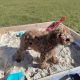 Red Miniature Poodles