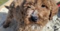 Red Miniature Poodles