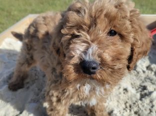 Red Miniature Poodles