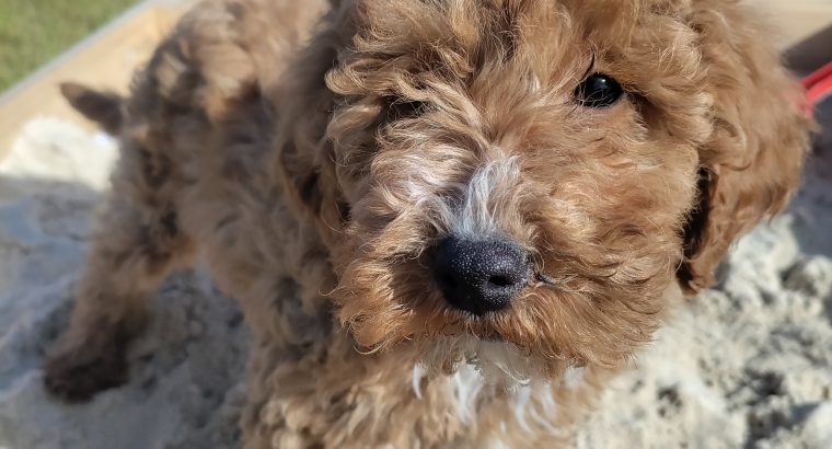 Red Miniature Poodles