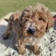 Red Miniature Poodles
