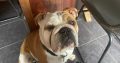 2 beautiful British bulldogs one male one female