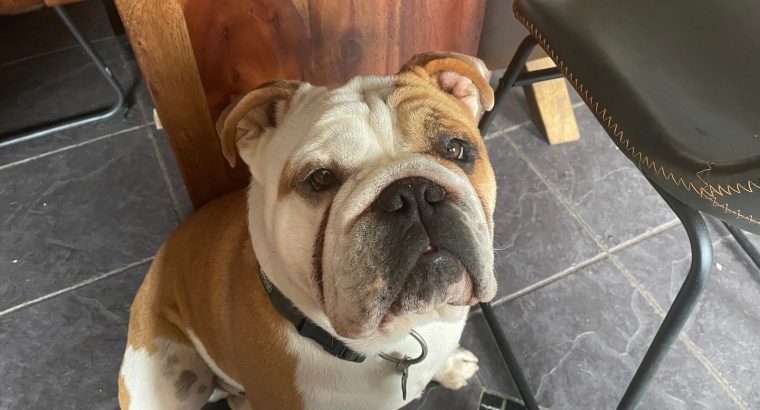 2 beautiful British bulldogs one male one female