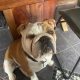 2 beautiful British bulldogs one male one female