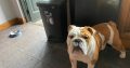2 beautiful British bulldogs one male one female
