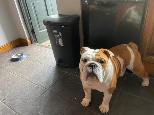 2 beautiful British bulldogs one male one female
