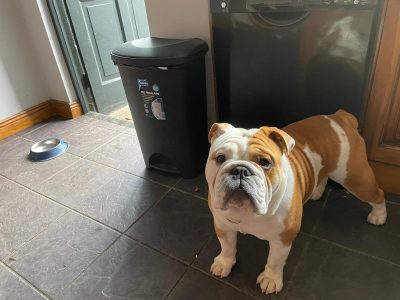 2 beautiful British bulldogs one male one female