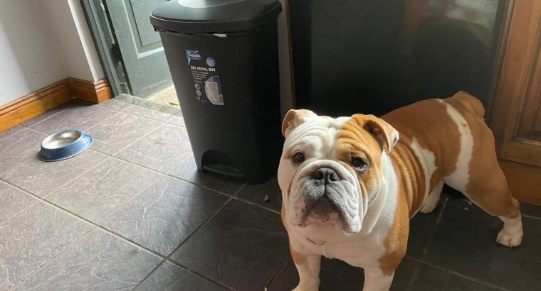 2 beautiful British bulldogs one male one female