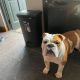 2 beautiful British bulldogs one male one female