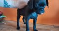 Pug cross preeds