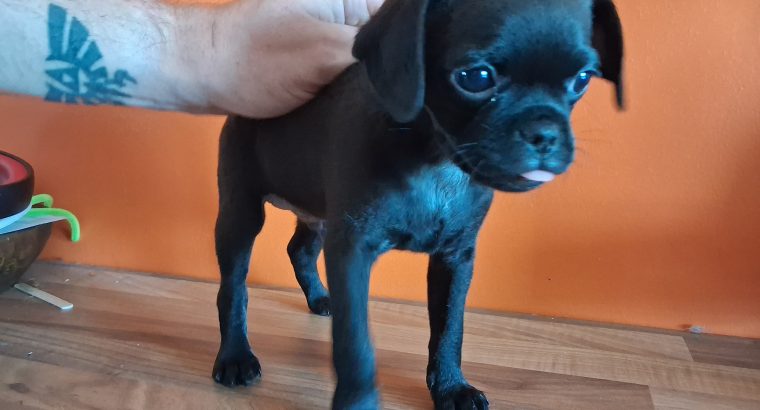 Pug cross preeds