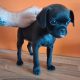 Pug cross preeds