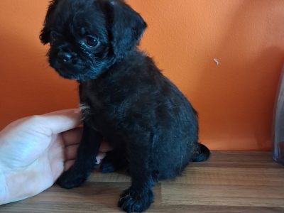 Pug cross preeds