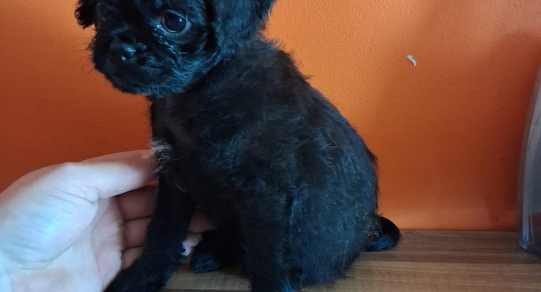 Pug cross preeds