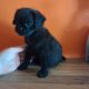 Pug cross preeds