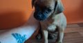 Pug cross preeds