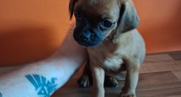 Pug cross preeds
