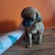 Pug cross preeds