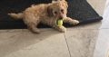 Beautiful male cockapoo puppy looking for a new home