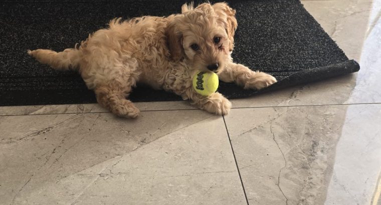 Beautiful male cockapoo puppy looking for a new home