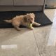 Beautiful male cockapoo puppy looking for a new home