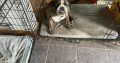 2 beautiful British bulldogs one male one female