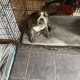 2 beautiful British bulldogs one male one female