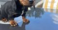 Dachshund puppies