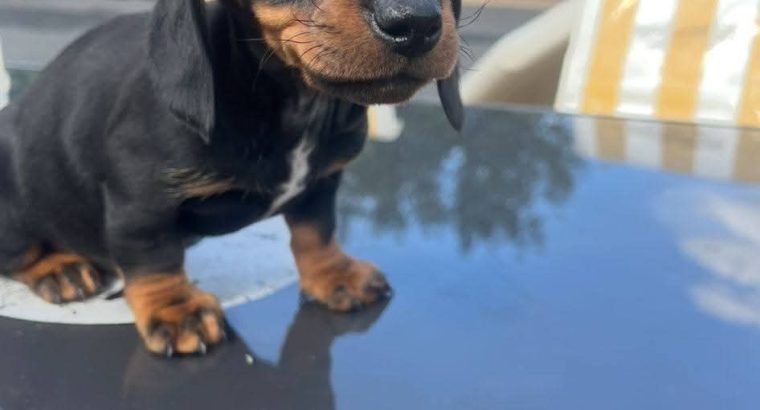 Dachshund puppies