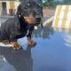 Dachshund puppies