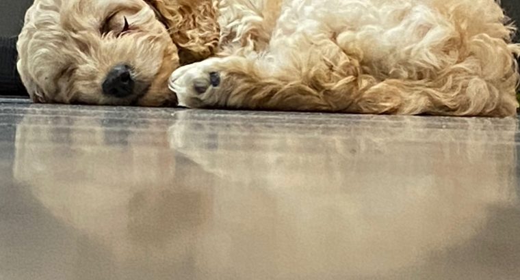 Beautiful male cockapoo puppy looking for a new home