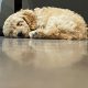 Beautiful male cockapoo puppy looking for a new home