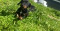 Dachshund puppies
