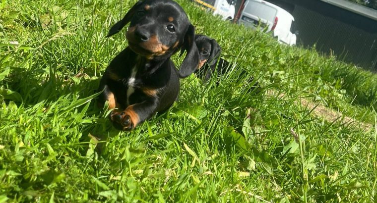 Dachshund puppies