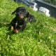 Dachshund puppies