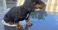 Dachshund puppies