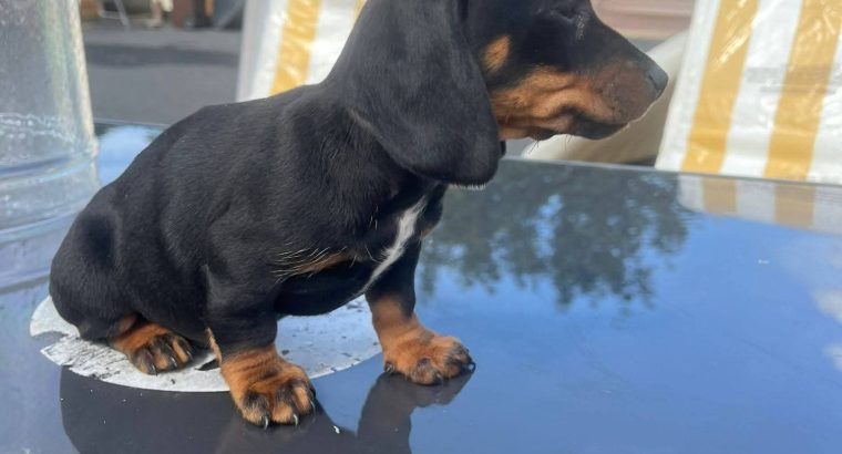 Dachshund puppies