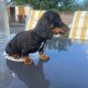 Dachshund puppies