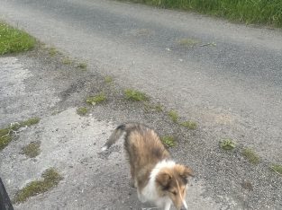 ROUGH COLLIE PUPS