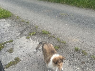 Collie Puppies for Sale in Termonbarry