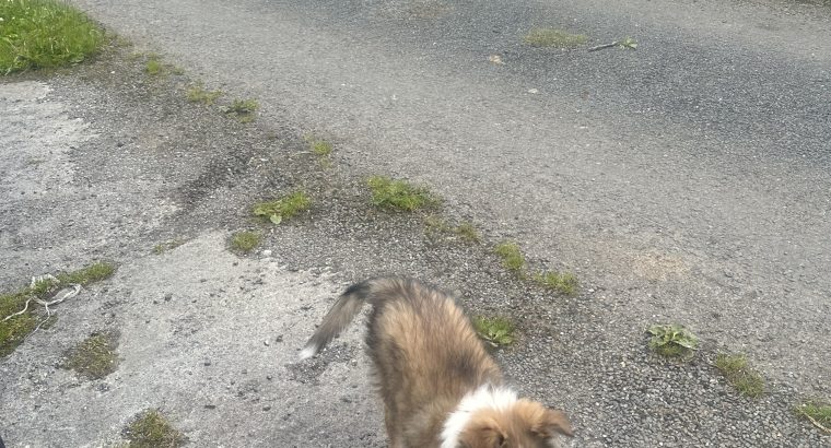 ROUGH COLLIE PUPS